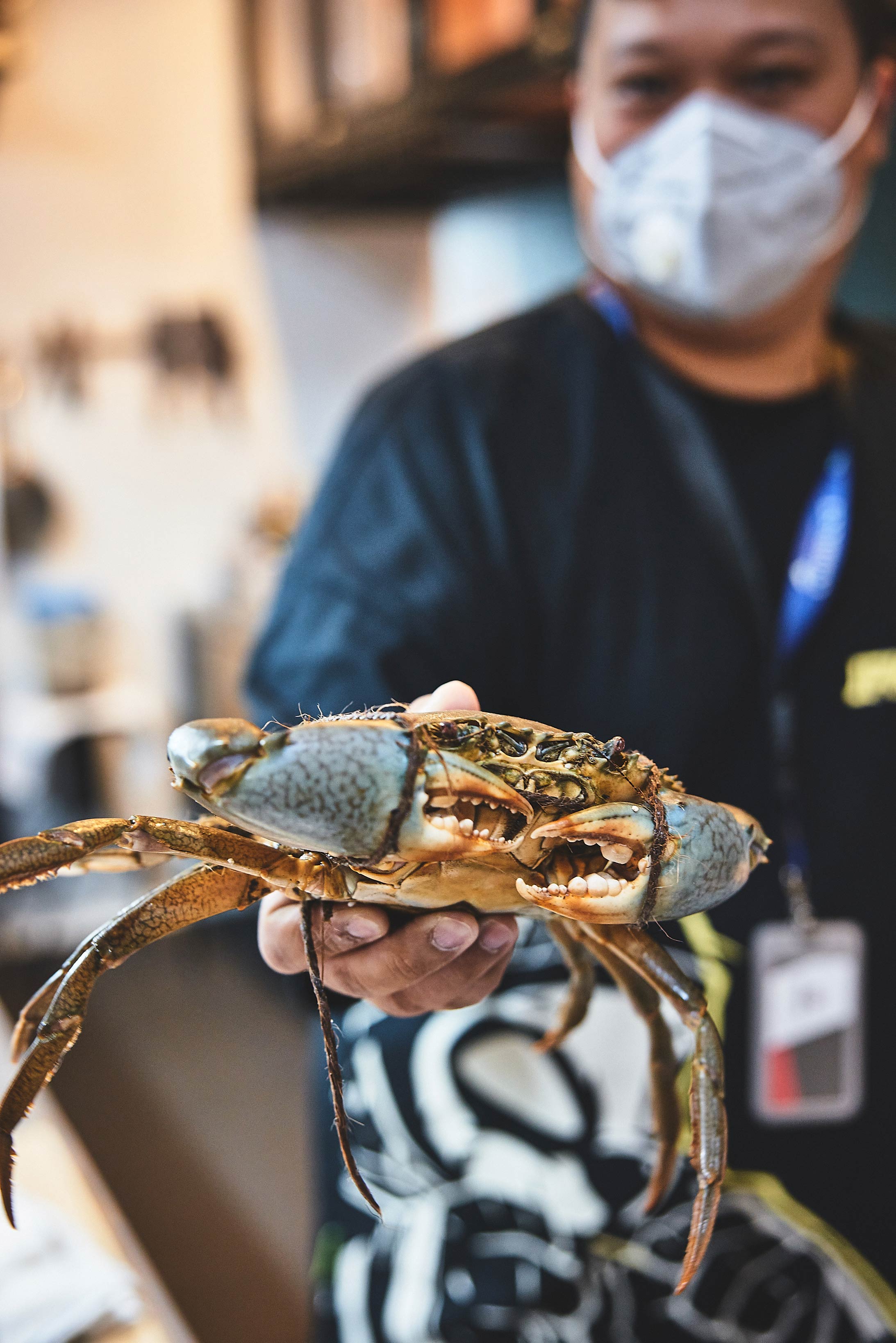 Fixed prices for crab