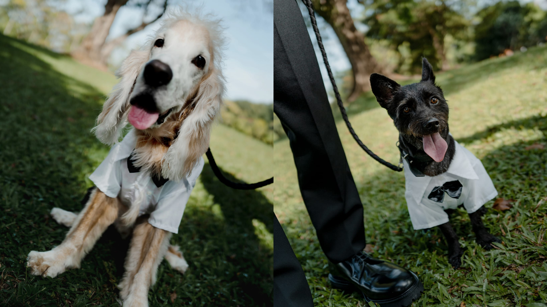 His dogs were there at what we assume to be a pre-wedding shoot