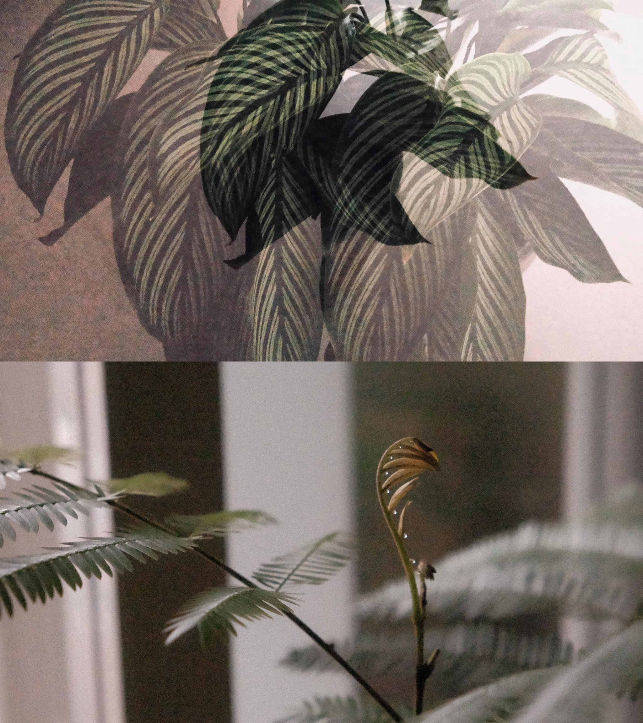 Tanya's photos of plants