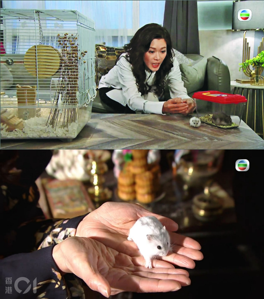 The hamster has since been safely returned to its owner