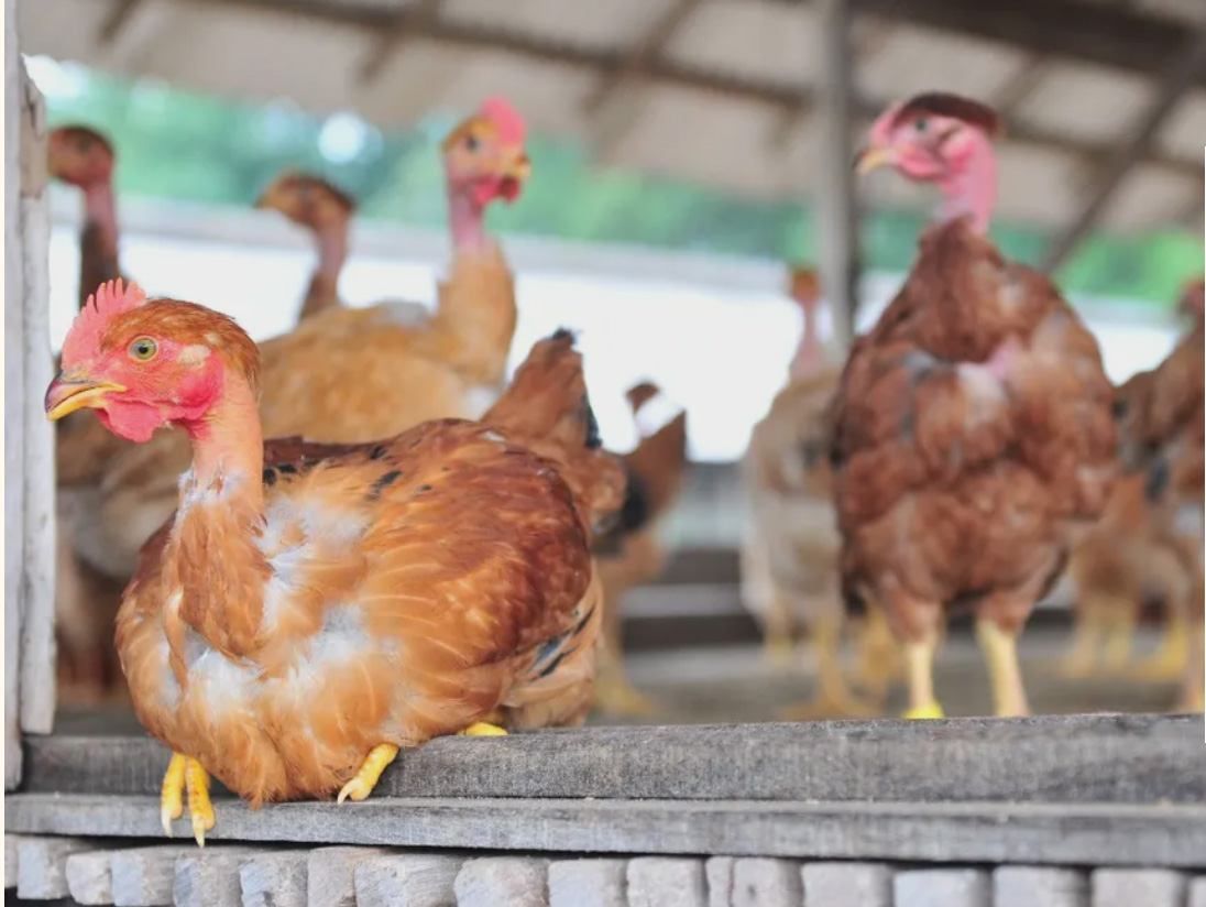 Gourmet free-range chickens from their family’s farm in JB