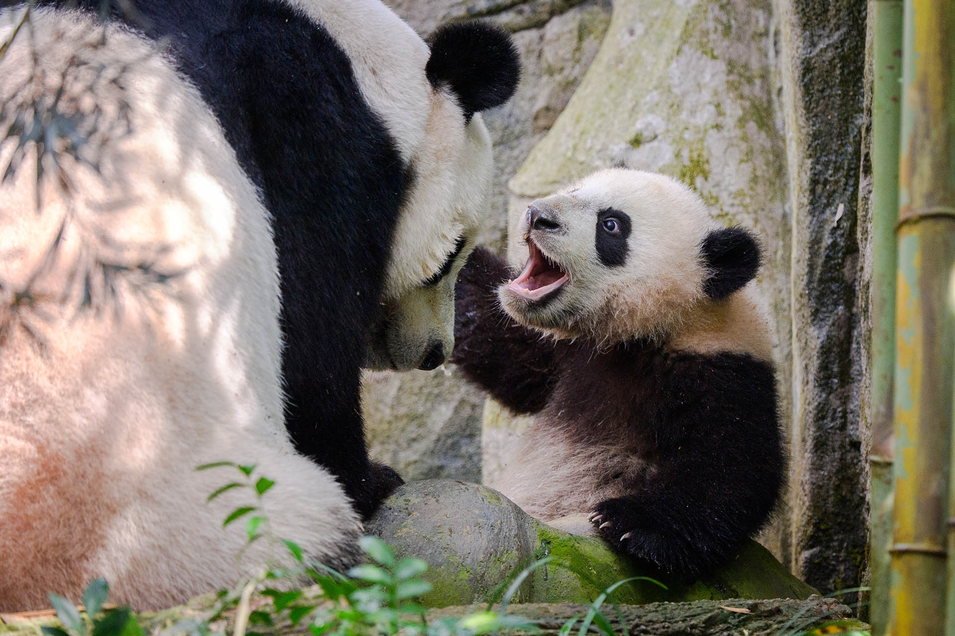 Jia Jia and Le Le at River Wonders