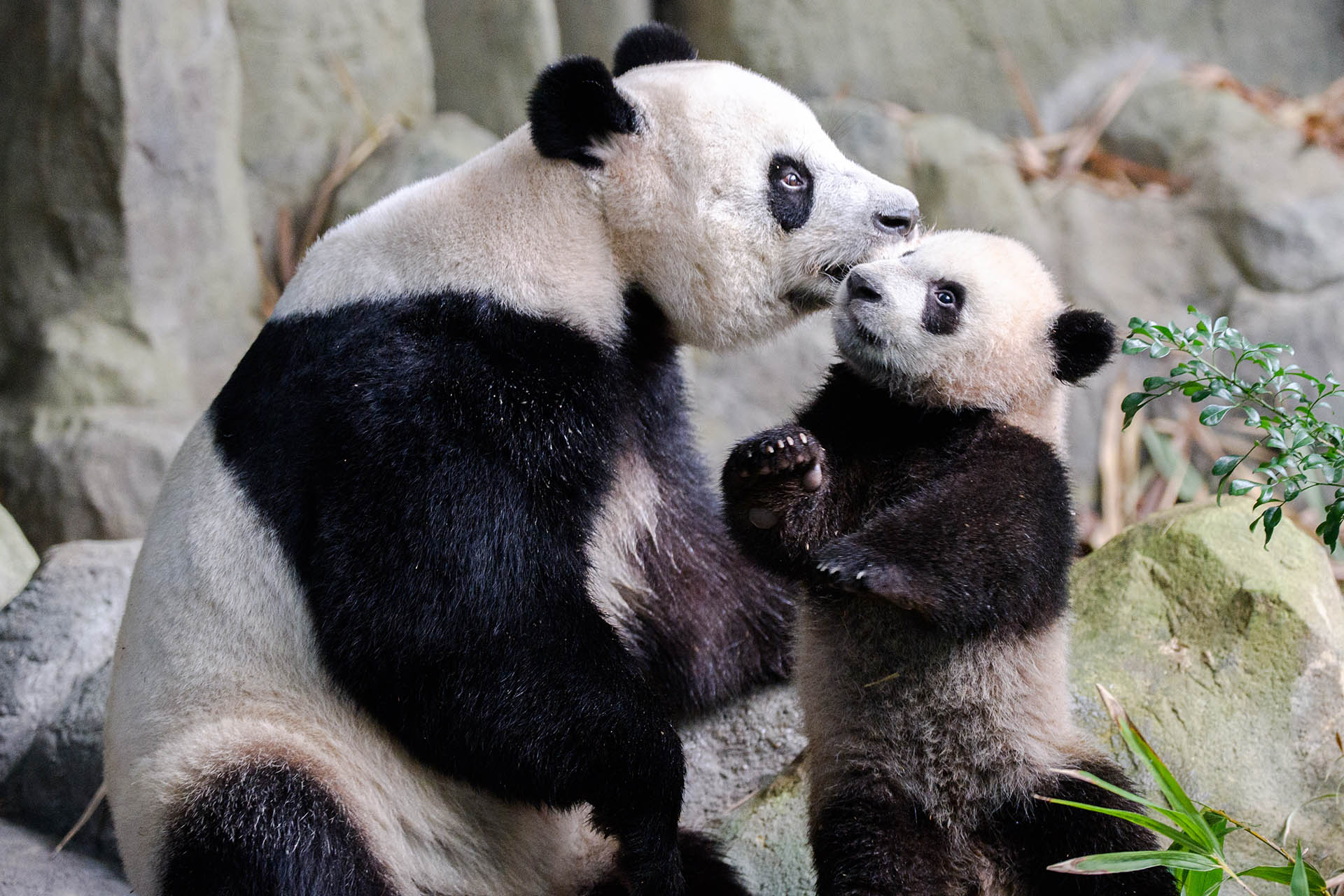 Jia Jia and Le Le at River Wonders