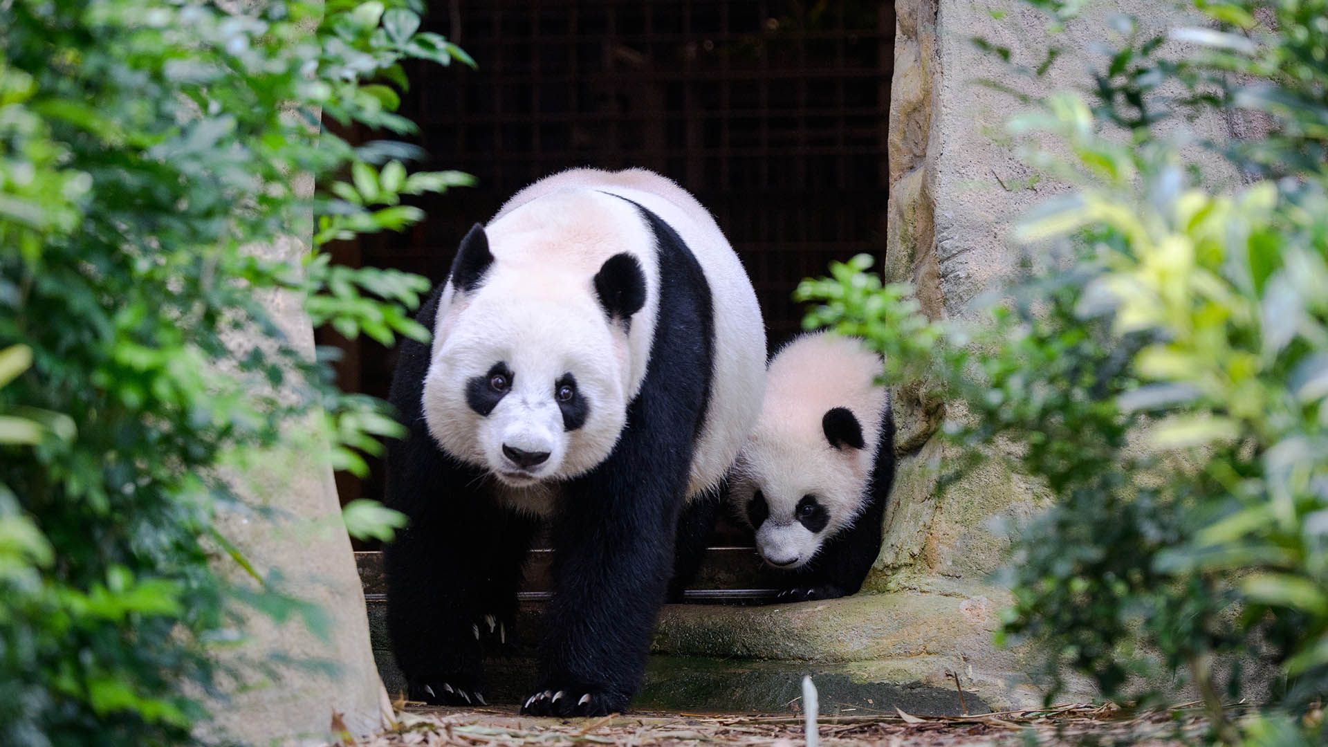 Jia Jia and Le Le at River Wonders