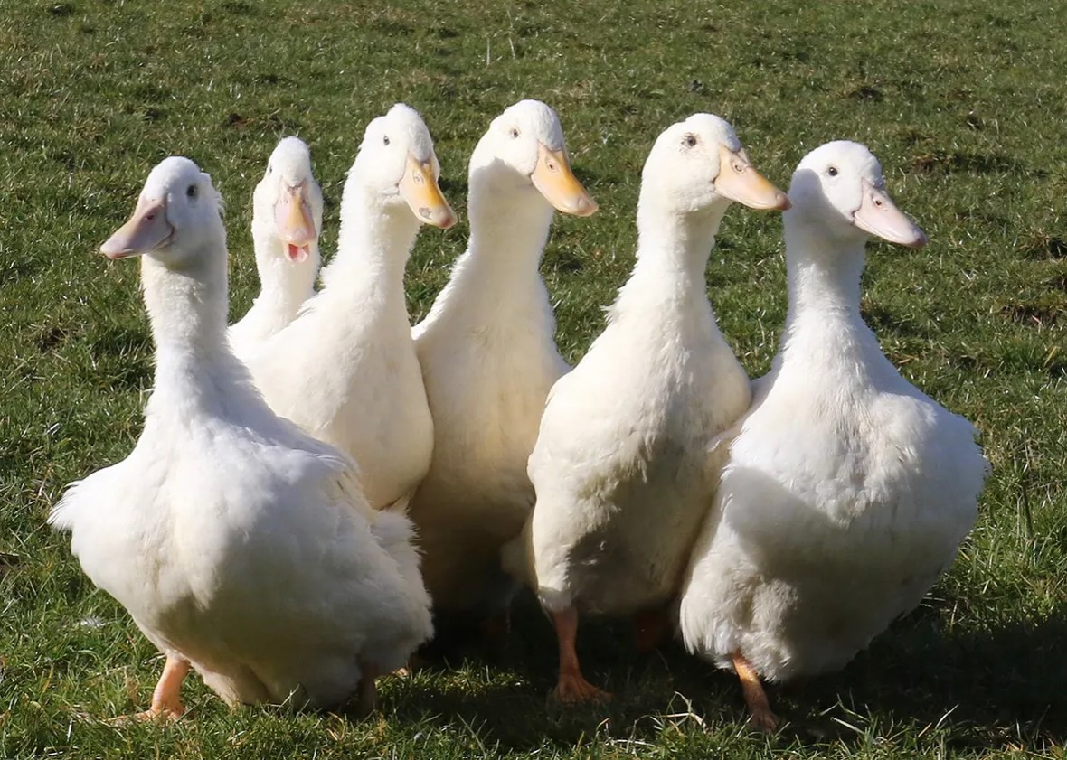 Why are Irish ducks so prized?