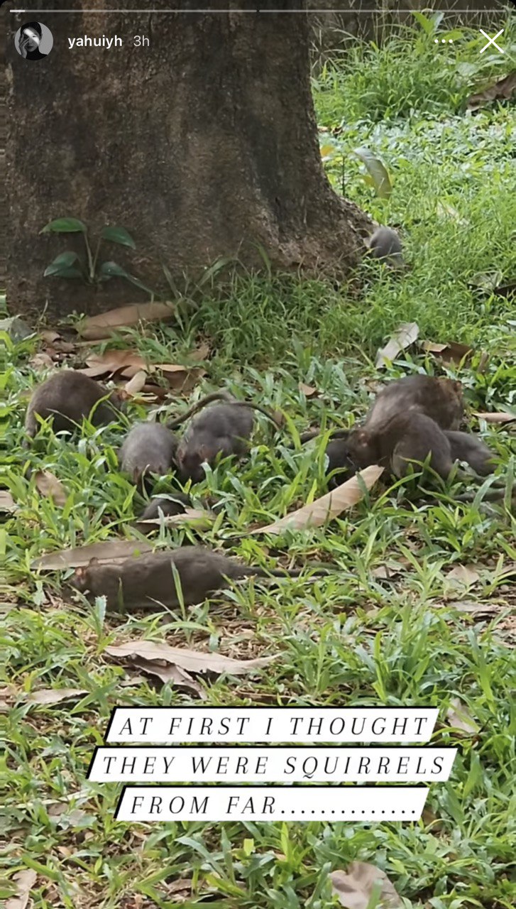 Ya Hui came face to face with a ratty situation. 