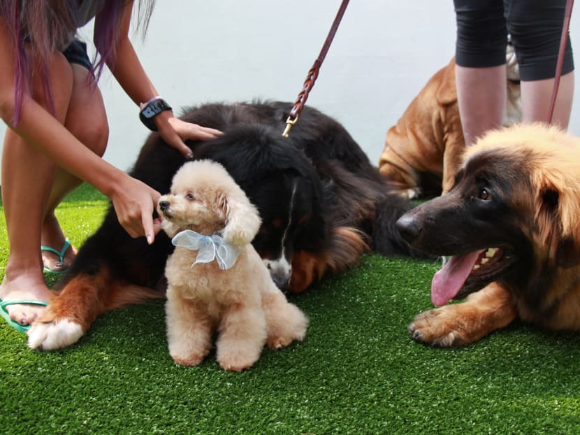 Unique pet breeds to be showcased at Pet Expo 2015
