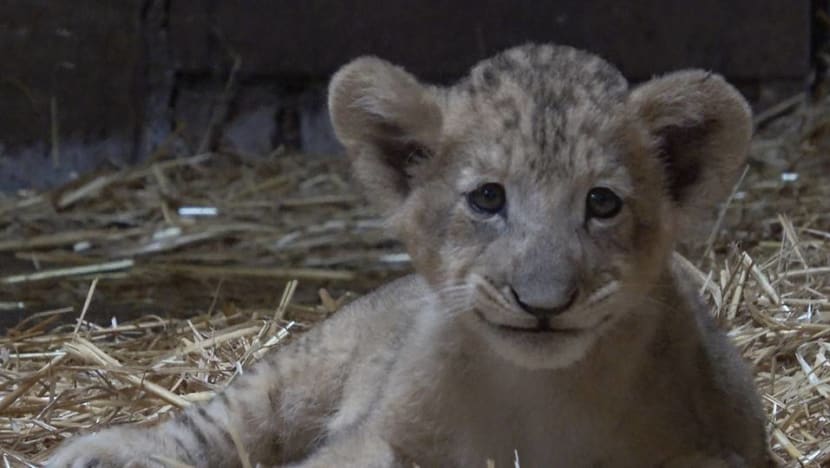 Lion cub born at Singapore Zoo, first in the country conceived through assisted reproduction Lion cub born at Singapore Zoo, first in the country conceived through assisted reproduction