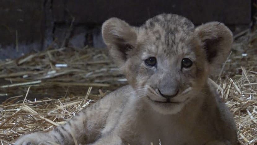 Lion cub born at Singapore Zoo, first in the country conceived through assisted reproduction