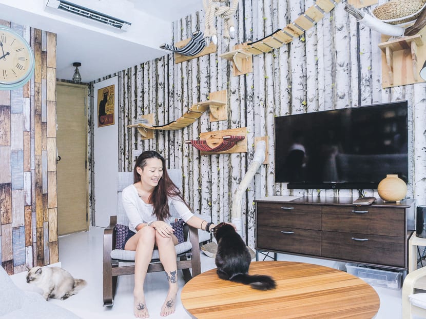 Gallery: Feline fancy: How one home turned into cat playground