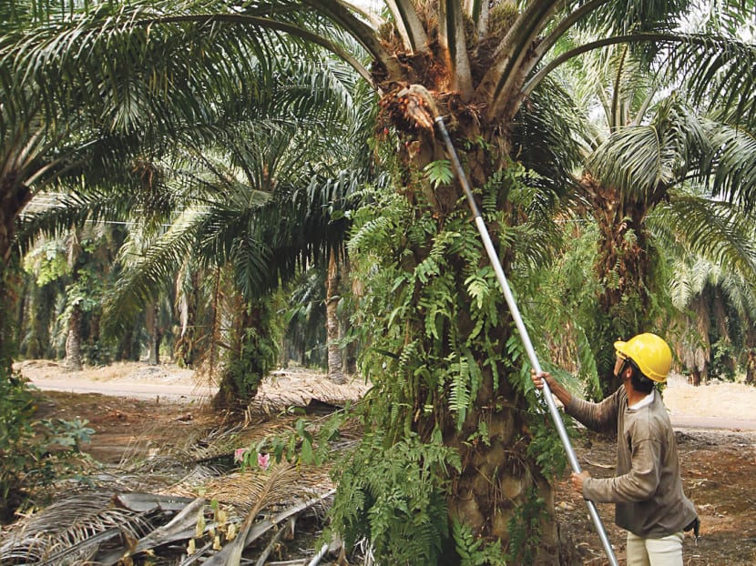 A worker harvesting oil palm fruit in Johor. Ramping up production in existing plantations through the use of improved seeds and well-planned fertilisers is important. 
Photo: BLOOMBERG