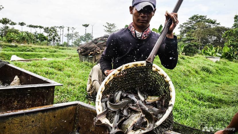 The Bandung tech startup aiming to use mushrooms to help grow houses The Bandung tech startup aiming to use mushrooms to help grow houses