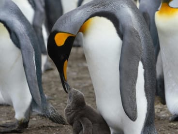 An emperor penguin feeding its chick.