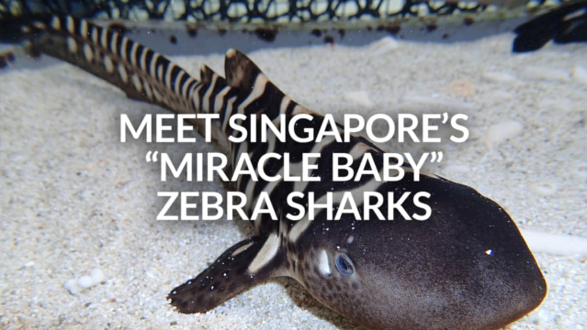 singapore-s-miracle-baby-zebra-sharks-vanda-and-hope-or-cna-lifestyle