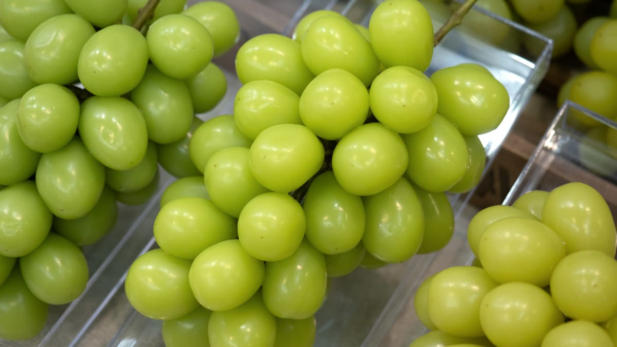 Shine Muscat grapes in Singapore safe to eat, says SFA after Thai contamination concerns Shine Muscat grapes in Singapore safe to eat, says SFA after Thai contamination concerns
