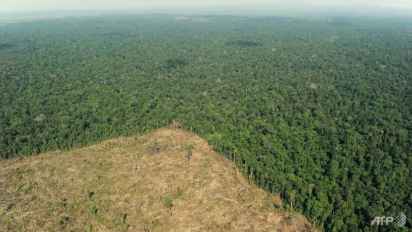 COP27: Indonesia receives plaudits for deforestation action, but globally, trees keep falling 