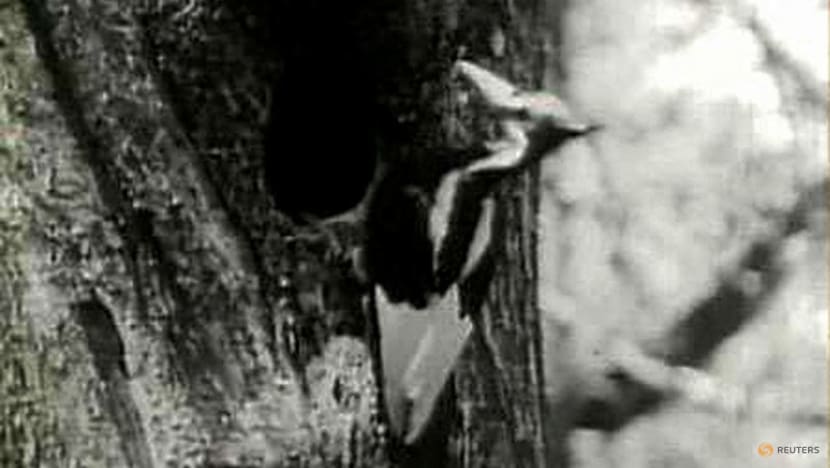 Ivory-billed woodpecker granted 6-month reprieve from US extinction list