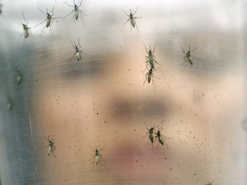 A researcher holds a container with female Aedes aegypti mosquitoes at the Biomedical Sciences Institute in Sao Paulo University. Photo: AP