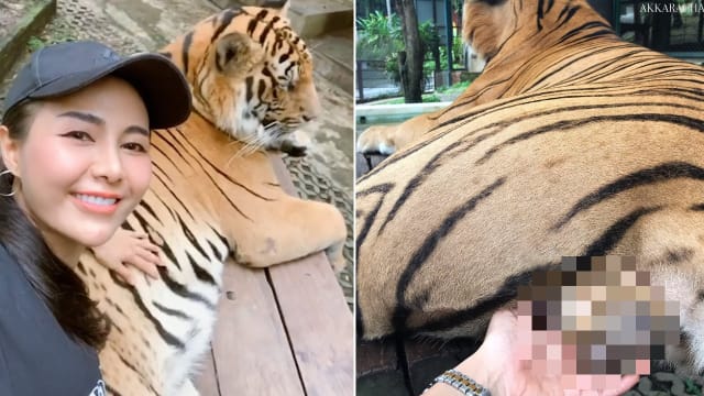 泰国女游客伸手触摸老虎生殖器 被网民炮轰