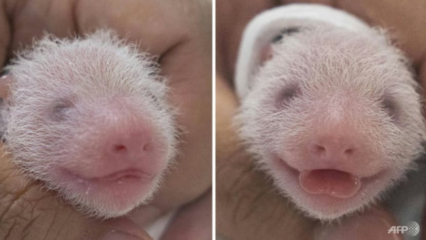 South Korea welcomes birth of first giant panda twins - CNA