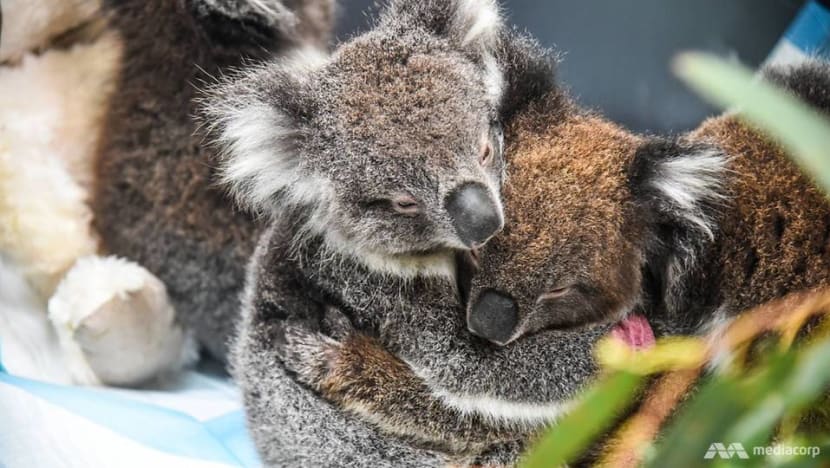 Koala bushfire victims start to return home amid wider fears for Australia’s wildlife