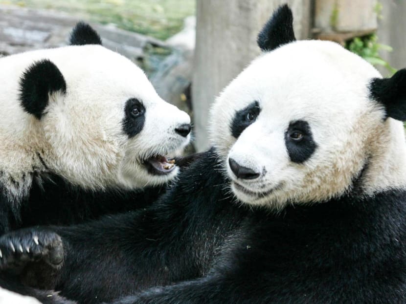 Giant pandas on loan to Thailand from China — Chuang Chuang and Lin Hui (right) — play together at Chiang Mai Zoo in Chiang Mai in this photo taken on Sept 3, 2005.