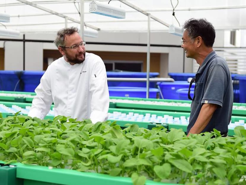 Aquaponics farming: How two hotels are looking to boost their sustainable practices Aquaponics farming: How two hotels are looking to boost their sustainable practices
