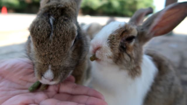 本地家兔出现致命病毒感染群 已有八只死亡