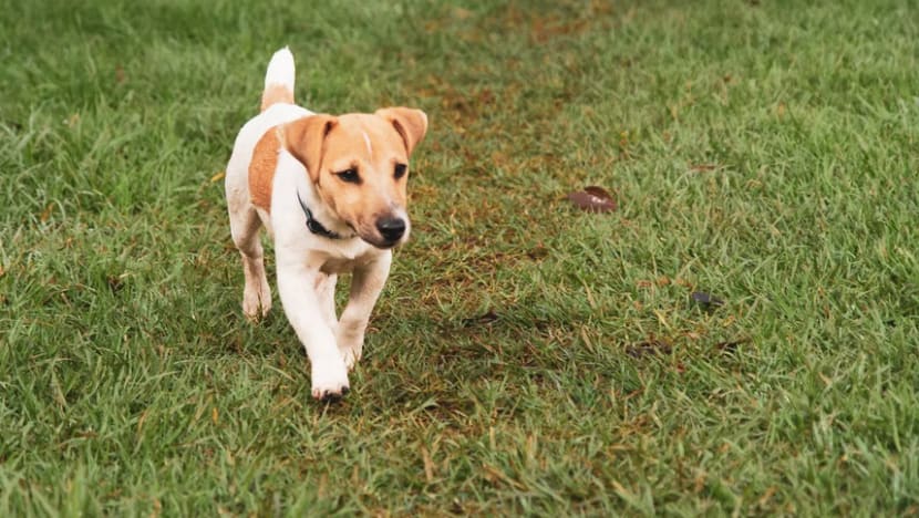 Man fined for using home as a pet shop; sold dog he had adopted for free Man fined for using home as a pet shop; sold dog he had adopted for free