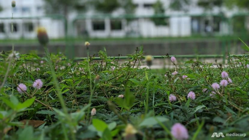 Trimming of green verges to be stepped up as measures ease after circuit breaker Trimming of green verges to be stepped up as measures ease after circuit breaker