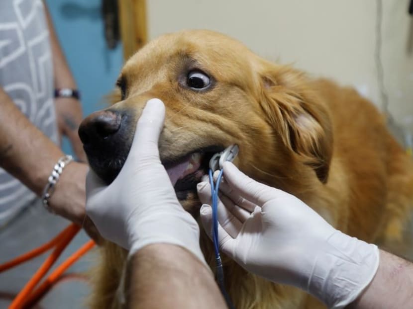 Pets enjoy some pampering in Palestinian clinic Pets enjoy some pampering in Palestinian clinic