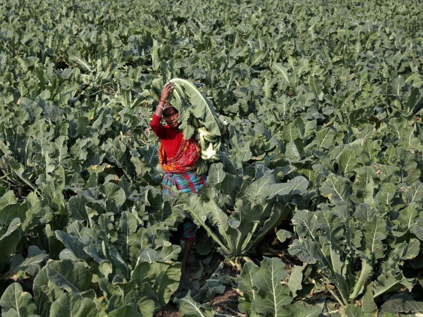 A farmer carries harvested cauliflower for sale at her field in Kolkata, India. All over the world, Covid-19 has upended farming practices.