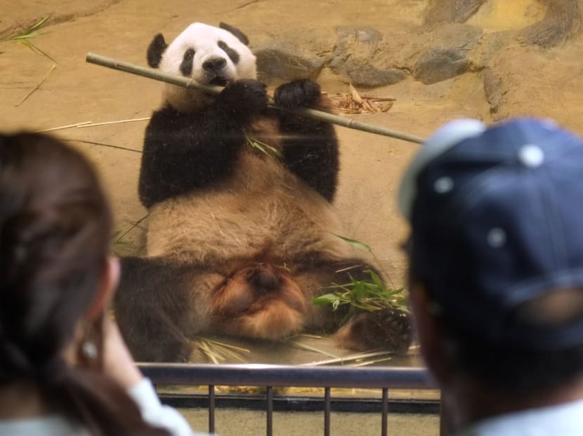 Male giant panda Ri Ri is seen in his enclosure at the Ueno Zoological Gardens in Tokyo. AFP file photo