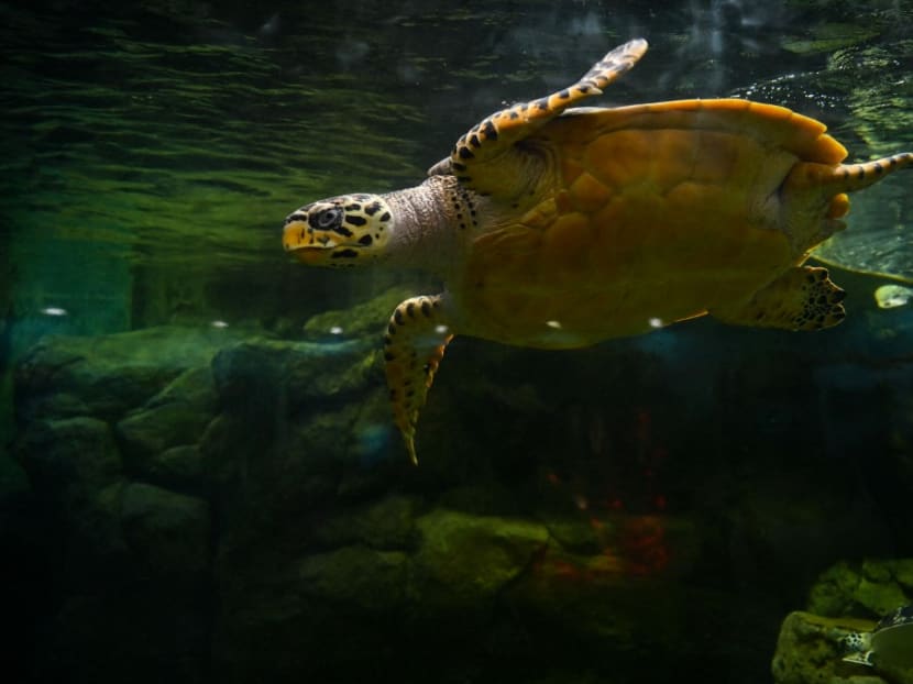 This picture shows a turtle at the Shanghai Zoo in Shanghai on July 14, 2022.