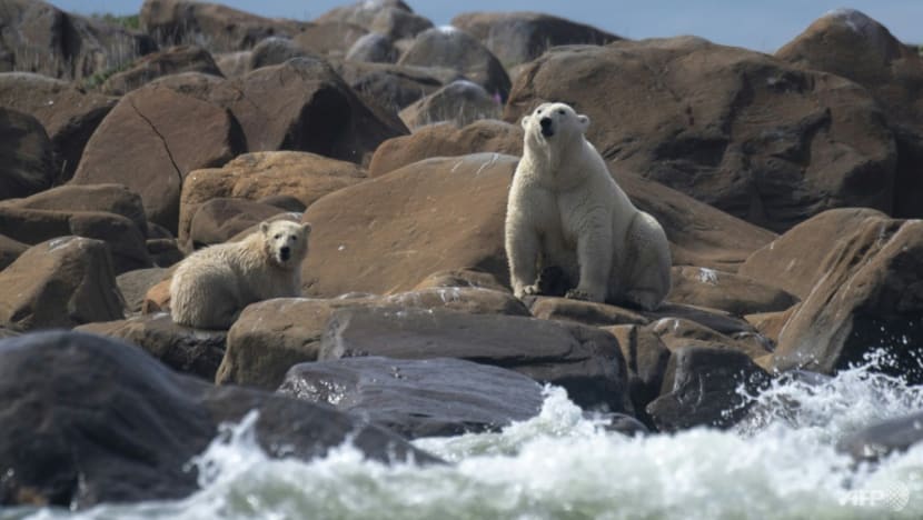 At UN summit, new hope for deal to save nature At UN summit, new hope for deal to save nature