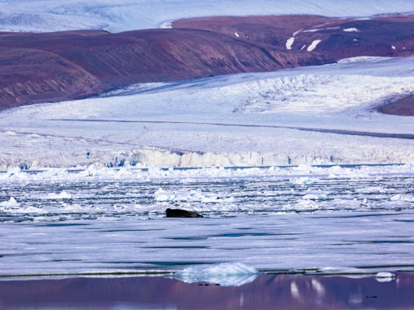 A seal lies on the ice breaking from the Greenland ice sheet into the Baffin Bay near Pituffik, Greenland on July 18, 2022 as captured on a NASA Gulfstream V plane while on an airborne mission to measure melting Arctic sea ice.