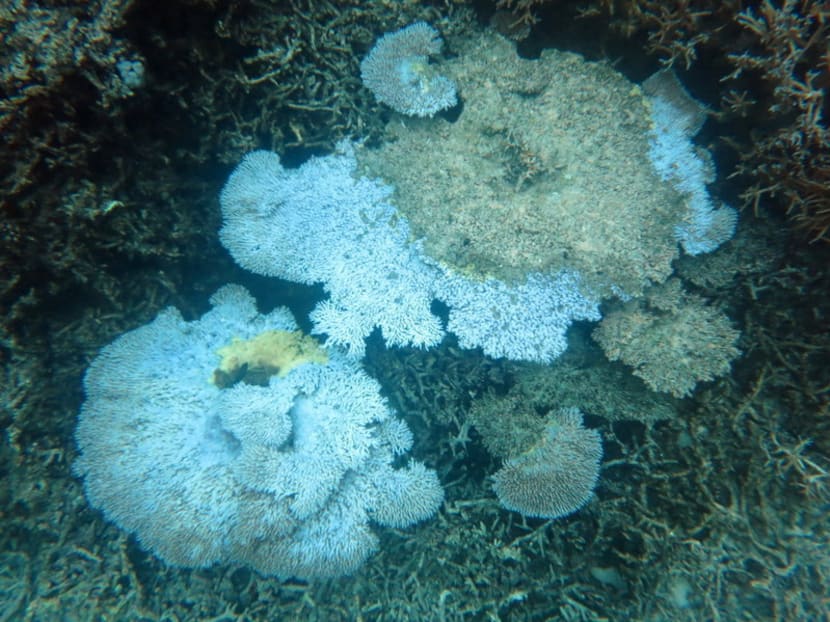 Bleached and dead Acorpora coral in the National Marine Sanctuary of American Samoa. Warm Pacific ocean temperatures may lead to an increase in coral bleaching, NOAA scientists said. Photo: NOAA