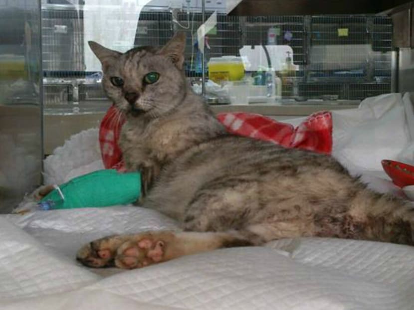 This cat, named Greyie, found badly injured at Northland Primary School. The cat survived but its hind legs are now paralysed. Photo: Cat Welfare Society/Facebook