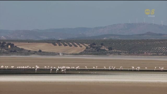 干旱导致湖泊严重干涸 西班牙火烈鸟数量大幅减少