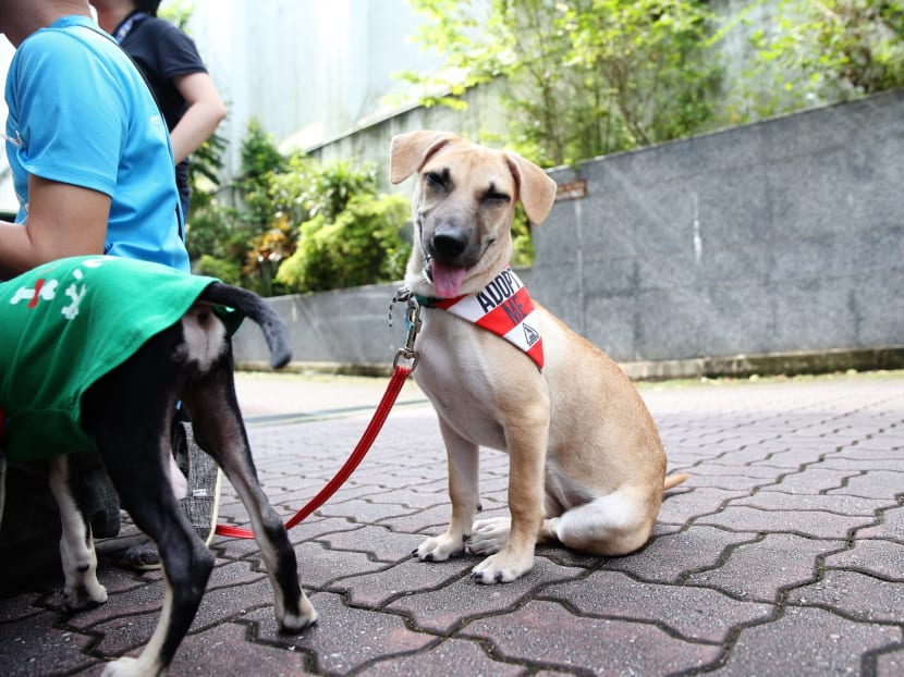 SOSD hopes UberPUPPIES will dispel misconceptions about street dogs