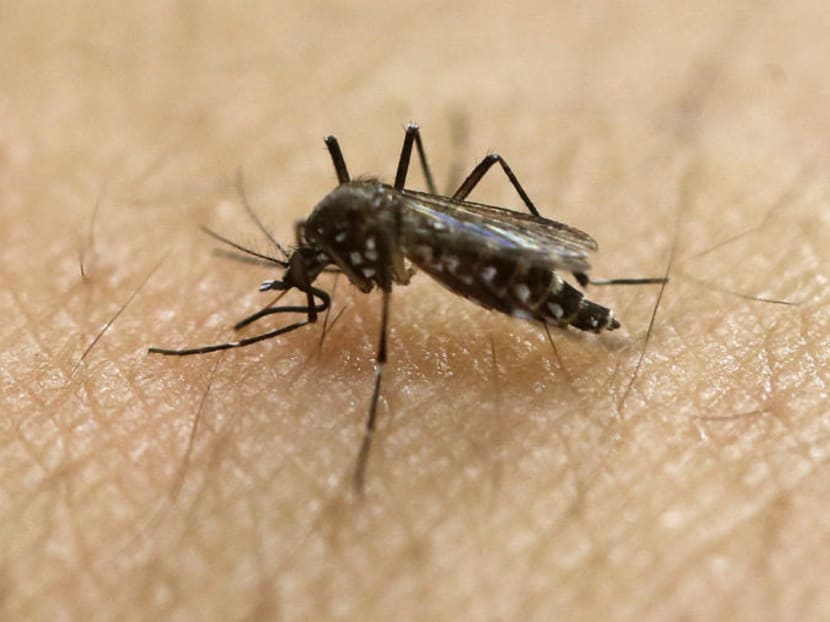The Aljunied cluster was the largest Zika cluster in Singapore, with nearly 300 cases. AP file photo. The Aljunied cluster was the largest Zika cluster in Singapore, with nearly 300 cases. AP file photo.