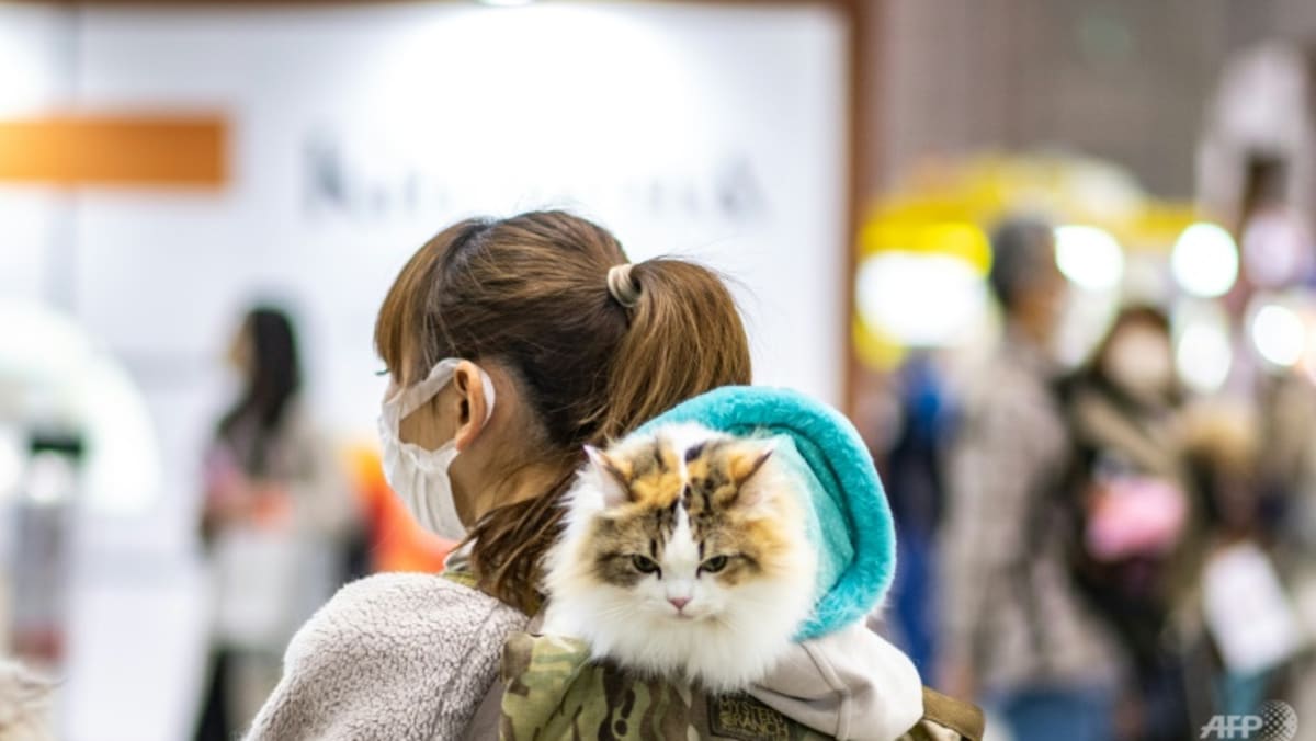 Hurt felines: Japanese app aims to detect cat pain Hurt felines: Japanese app aims to detect cat pain