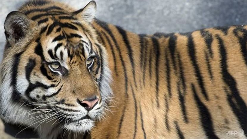 Harimau Sumatera baham petani, cederakan pelancong
