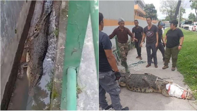 Crocodile spotted in drain in Sungei Kadut caught, transferred to farm: NParks Crocodile spotted in drain in Sungei Kadut caught, transferred to farm: NParks