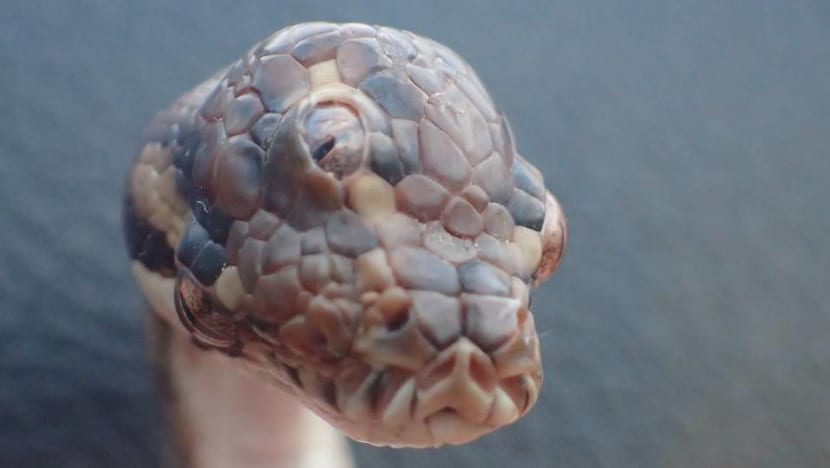 Three-eyed snake found on highway near Australian city of Darwin Three-eyed snake found on highway near Australian city of Darwin