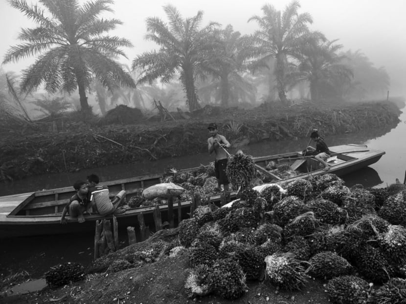 Workers unloading palm fruit in Indonesia. About 3 million palm oil smallholders worldwide contribute to 40 per cent of total global production. Photo: Reuters