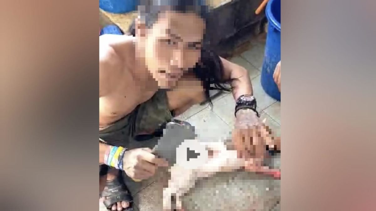 猫被剥皮的视频：马来西亚警方逮捕涉嫌虐待动物的男子 – CNA