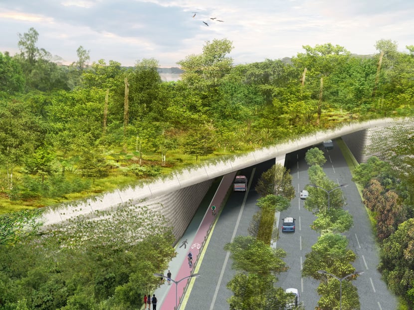 Reducing roadkill: New wildlife bridge for animals to cross Mandai Lake Road safely ready by December Reducing roadkill: New wildlife bridge for animals to cross Mandai Lake Road safely ready by December