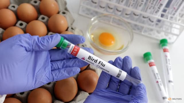 Chile detects first case of bird flu in a human