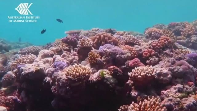 澳洲大堡礁部分珊瑚覆盖率达36年来最高水平